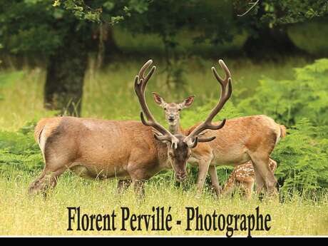 Expo Photo - Faune de l'Oise