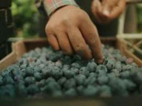 Ciné-débat sur le film documentaire « The Pickers : fruits amers »