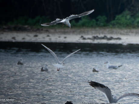 Balade naturaliste : la nature nous offre son plus beau spectacle