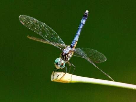 Balade naturaliste : "Le ballet des libellules"