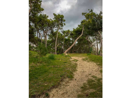 Visite guidée - grande balade "les charmes de la forêt"