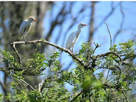 Balade naturaliste : les ailes du crépuscule