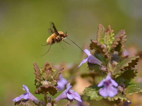 Balade naturaliste : "Les beaux mots de la nature"