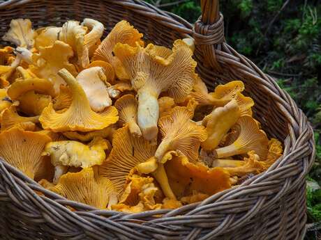 Sortie mycologique en forêt de Hez