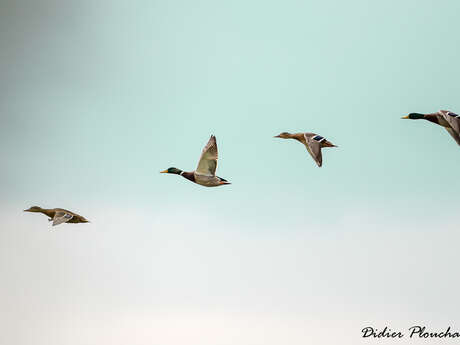 Balade naturaliste : "Ritourn'ailes"