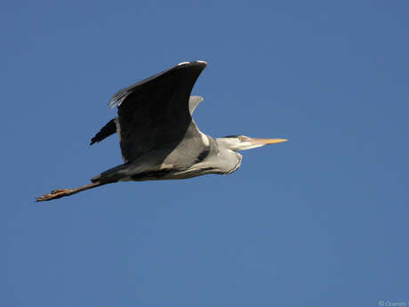 Balade naturaliste : l’Odyssée d’Ho’Merle