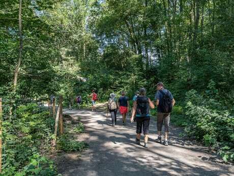 Balade naturaliste : à l’ombre des feuilles