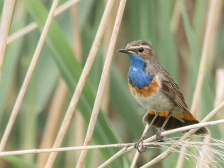 Festival de l'Oiseau 2026