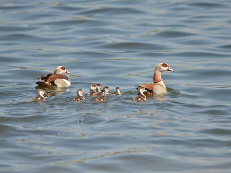 Balade naturaliste : symphonie de plumes