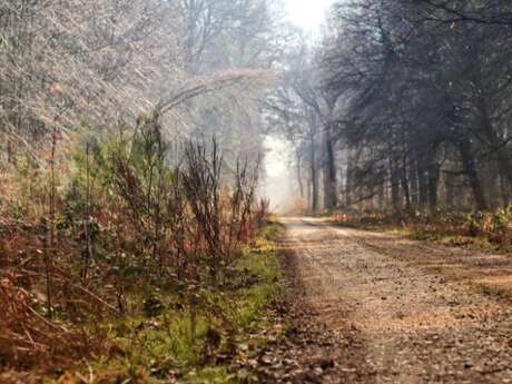 Forêt Domaniale de Crécy