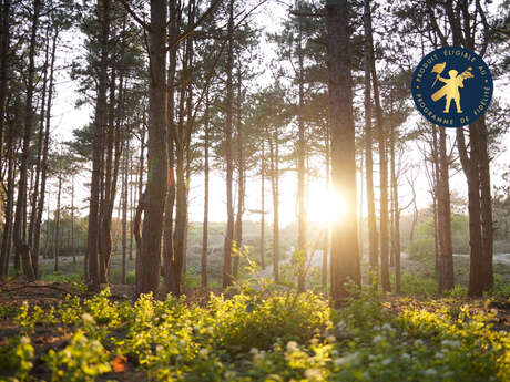 Visite guidée "la forêt du touquet au crépuscule"