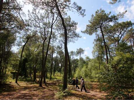 Atelier famille - mon herbier de la forêt du touquet