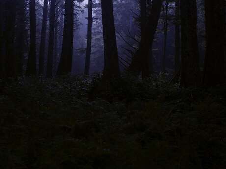 Escape game à Bouconville-Vauclair : "Des yeux dans la nuit"