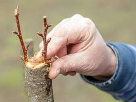 Stage de greffage au Musée de la vie rurale