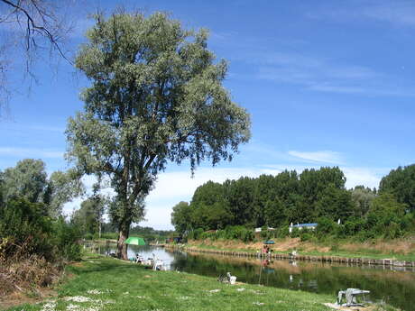 Focanard