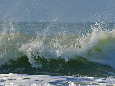 BALADE GUIDEE  "Les grandes marées, l'autre visage de la baie "