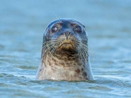 Sortie nature : « les phoques de la baie de canche »