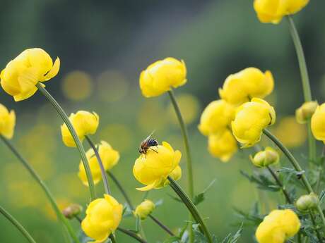 Des petites bêtes si utiles