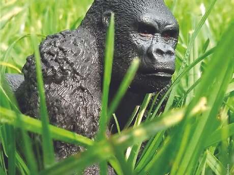 Tant pis pour king kong