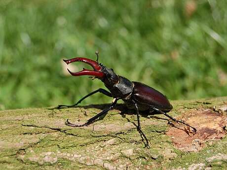 A la recherche du Lucane cerf-volant
