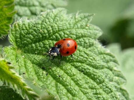 A la découverte des coccinelles au parc d'Isle à Saint-Quentin : conférence et sortie nature
