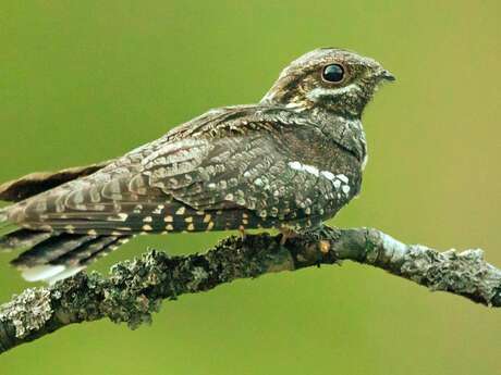 Les oiseaux de la forêt