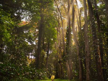 Forêt domaniale de Laigue