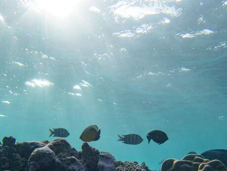 Soirée rencontre - les rouages de l’océan