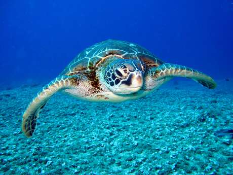 Soirée rencontre-les tortues marines de la réunion