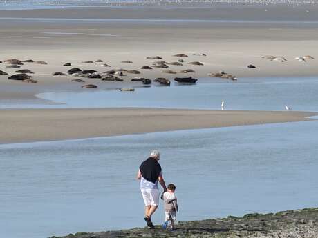 Observer les phoques à Berck