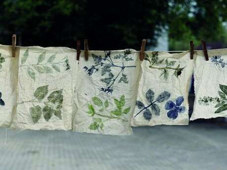 Plantes tinctoriales