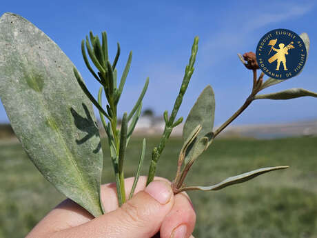 Visite guidée - a la découverte des plantes du pré-salé
