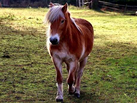Balade à poney pour mardi gras