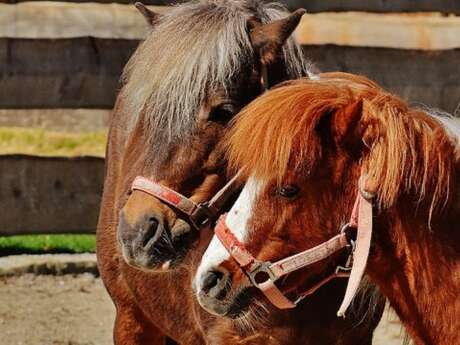Balade baby avec les chevaux