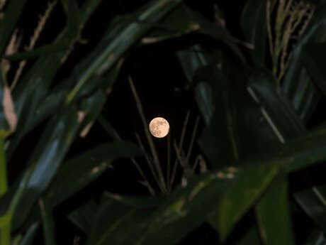 Pop-Corn Labyrinthe en nocturne