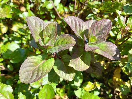 Les balades de l'été : parfums de fleurs sauvages
