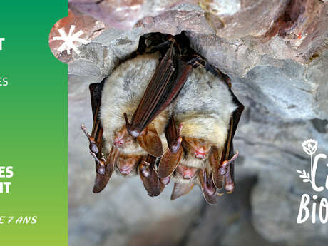 Balade nocturne de la chauve-souris