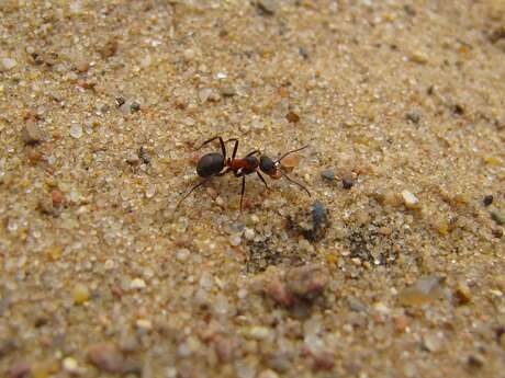 Les petits aventuriers des dunes de sainte-cécile