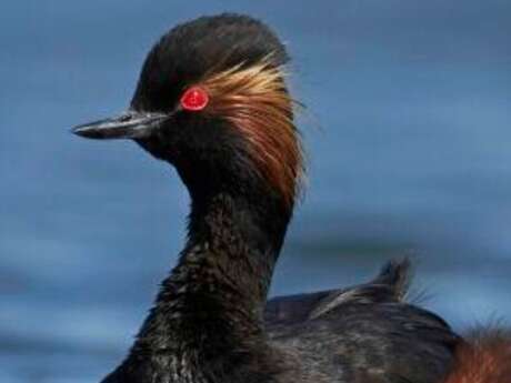 Les supers pouvoirs de la nature | Festival de l'Oiseau
