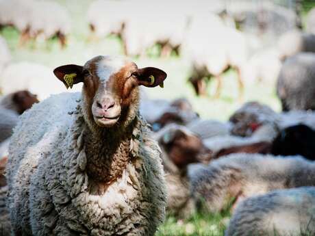 Transhumance d'Automne des moutons de la Baie !
