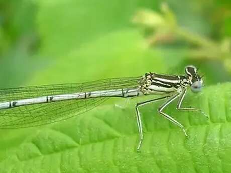 Drôles de Demoiselles – Sortie nature au Marais de Bourneville