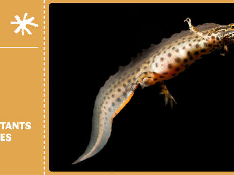 Sortie nature "Les habitants des mares" à Crespin