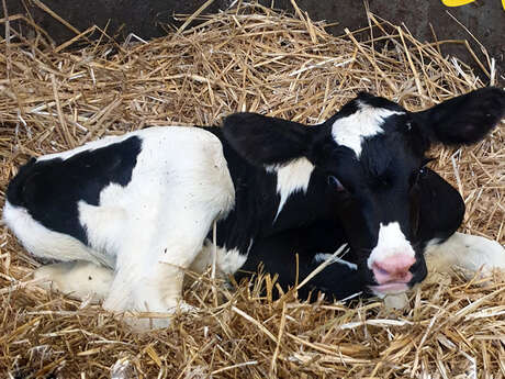 Ambiance de Noël à la Ferme Bauduin