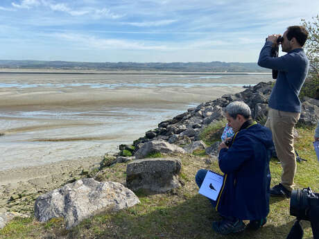 Visite guidée - les oiseaux de l'estuaire de la canche