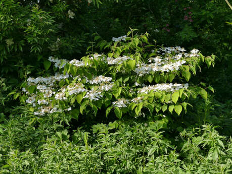 Jardin botanique du val d'Yser