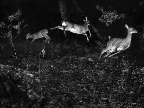 Cabaret des curiosités "Hurlevent" au phénix