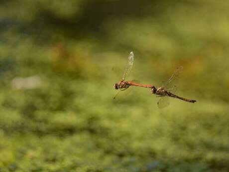 Balade naturaliste : féérie et magie avec les demoiselles et libellules