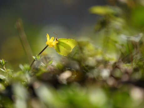 Balade naturaliste : Papillons de lumière