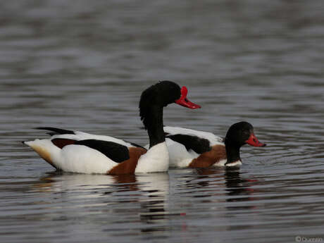 Balade naturaliste : escale d’automne