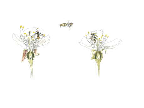 Balade naturaliste : artistes en herbe